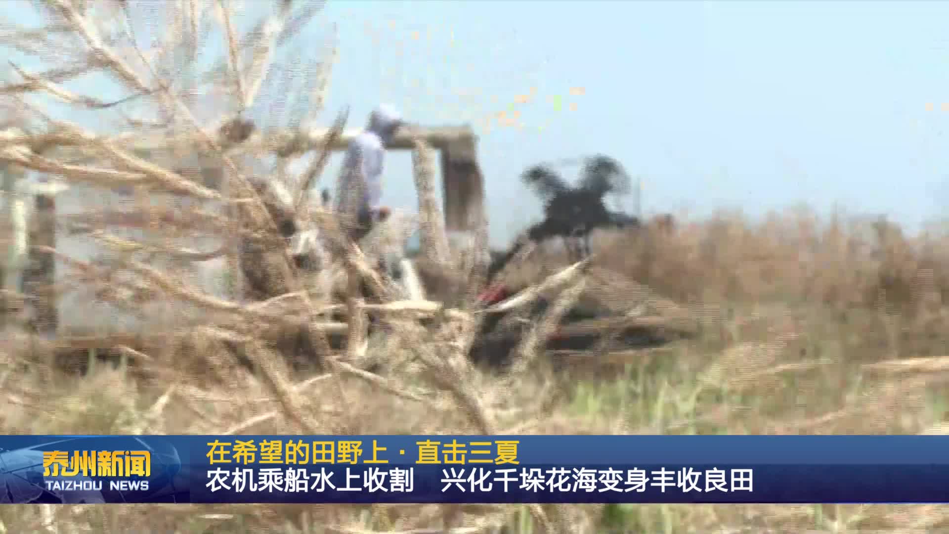 在希望的田野上·直击三夏  农机乘船水上收割 兴化千垛花海变身丰收良田
